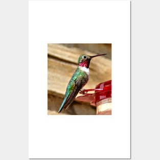 Hummingbird Posters and Art